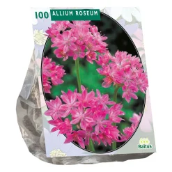 Baltus Bodemverbeteraars>Allium Roseum per 100