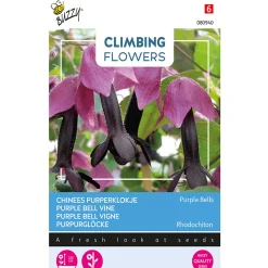 Buzzy Moestuin>Chinees Purperklokje