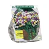 Baltus Bodemverbeteraars>Crocus Botanisch mix per 60