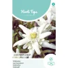 Horti Tops Moestuin>Edelweiss