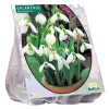 Baltus Moestuin>Galanthus Woronowii per 25