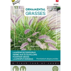 Buzzy Moestuin>Lampenpoetsersgras