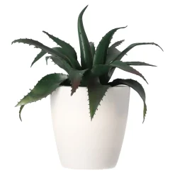 O'malley Woondecoratie>Mini vetplant decoratie 15 cm assorti