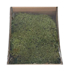 Natural Collections Woondecoratie|Kerstdecoratie>Mos box naturel 150g