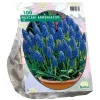 Baltus Bodemverbeteraars>Muscari Armeniacum per 100