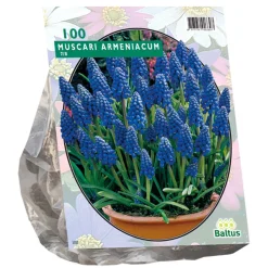 Baltus Bodemverbeteraars>Muscari Armeniacum per 100