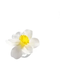 Decoris Kunstplanten En Kunstbloemen><noscript><img width=