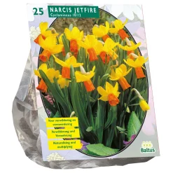 Baltus Bodemverbeteraars>Narcis Mini Jetfire geel oranje per 25