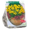 Baltus Bodemverbeteraars>Narcis Mini Tete a Tete per 20