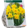 Baltus Bodemverbeteraars>Narcis Trompet Geel per 15