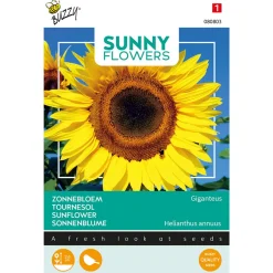 Buzzy Moestuin>Reuzezonnebloem Giganteus
