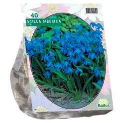 Baltus Bodemverbeteraars>Scilla Siberica per 40
