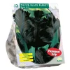 Baltus Bodemverbeteraars>Tulipa Black Parrot Parkiet per 12