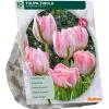 Baltus Bodemverbeteraars>Tulipa Dubbel Laat Finola per 10