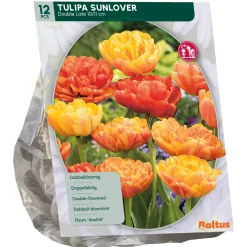 Baltus Bodemverbeteraars>Tulipa Dubbel Laat Sunlover per 12