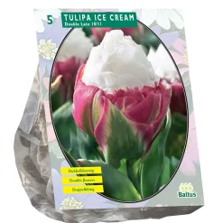 Baltus Bodemverbeteraars>Tulipa Ice Cream bloembollen per 5