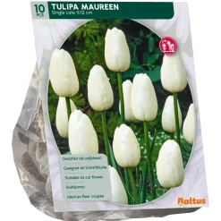Baltus Bodemverbeteraars>Tulipa Maureen Enkel Laat per 10