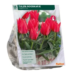 Baltus Bodemverbeteraars>Tulipa Roodkapje Greigii per 15
