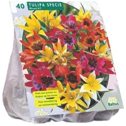 Baltus Bodemverbeteraars>Tulipa Specie mix per 40